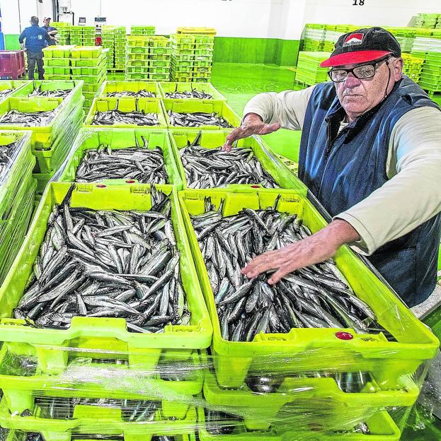La flota vizcaína pesca anchoa cerca de la costa para reducir gastos