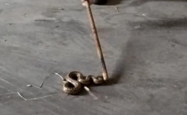 Denuncian la presencia de una serpiente y ratas en el parking del aeropuerto de Loiu