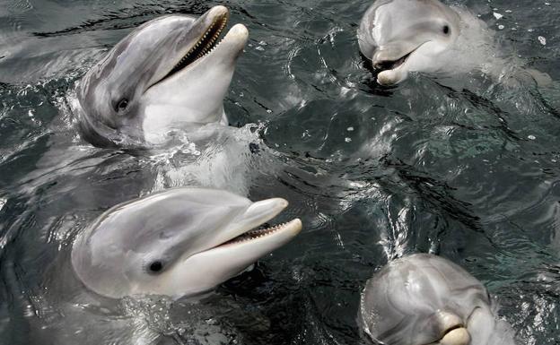 Rusia utiliza delfines entrenados para evitar sabotajes ucranianos contra su flota en Sebastopol