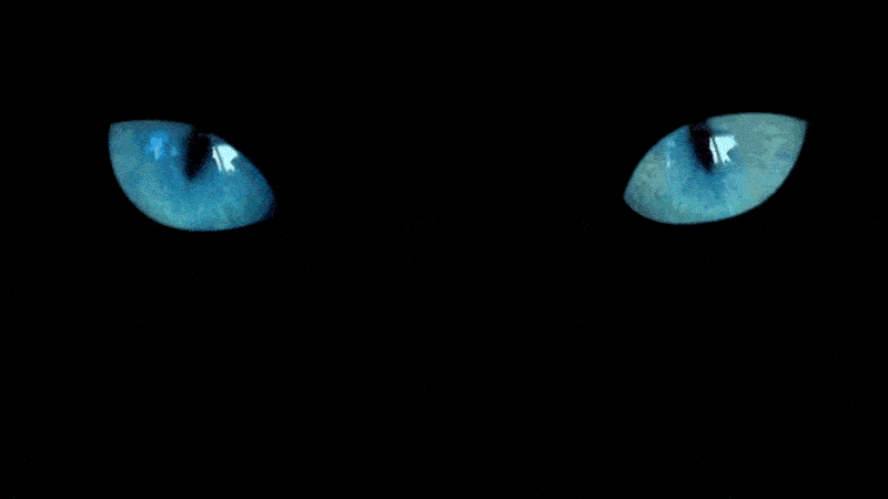 Por qué por el gato negro | El Correo