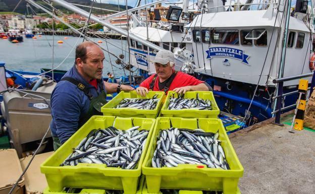 «Satisfactoria» costera de la anchoa y «desigual» del verdel