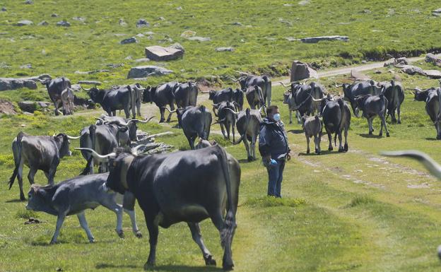 Bosques, rocas y menhires en la reserva del Saja (Cantabria)