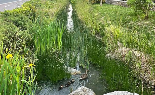 Una familia de patos disfruta del riachuelo de la Avenida Gasteiz