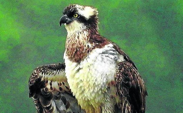 Urdaibai pone el ojo sobre una nueva águila pescadora