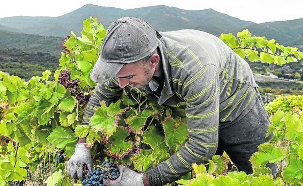 Osakidetza vacunará contra la covid a los temporeros de Rioja Alavesa