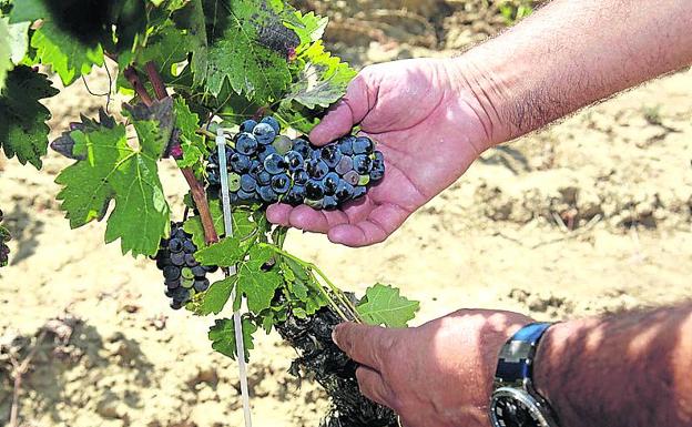 La Diputación de Álava plantea técnicas de confusión sexual para combatir la polilla del racimo