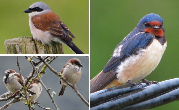 Euskadi conserva su riqueza natural pero pierde aves en las zonas agrícolas