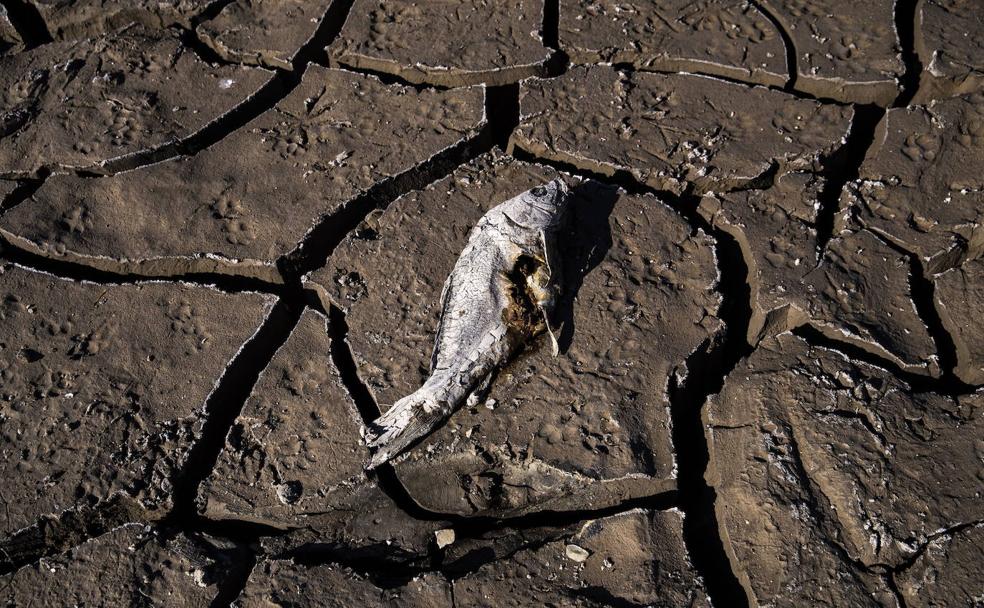Los científicos alertan: «Necesitamos acciones urgentes y decisivas ante la emergencia planetaria»