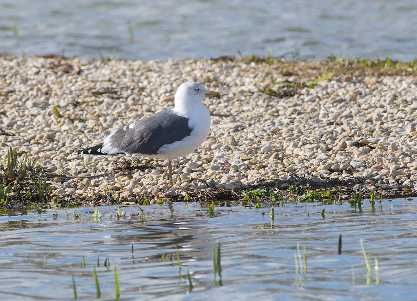 Una pareja de gaviotas cría por primera vez en el embalse de Ullibarri