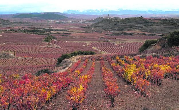 El cambio climático deja un tercio de Rioja Alavesa en alto riesgo de desertificación