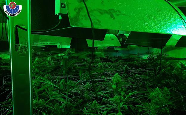 La Ertzaintza desmantela una nave con 3.000 plantas de marihuana en Berriatua