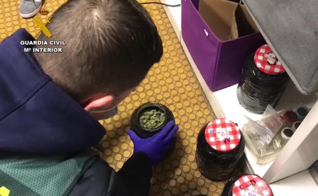 Desmantelan una asociación cannábica en Ermua acusada de tráfico y cultivo de drogas