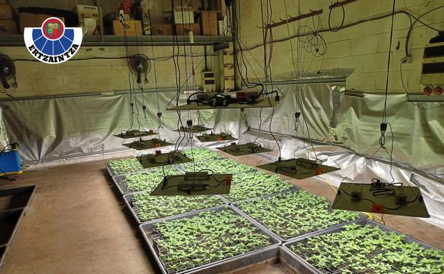 Desmantelan una plantación ilegal de marihuana con 1.600 plantas en Loiu