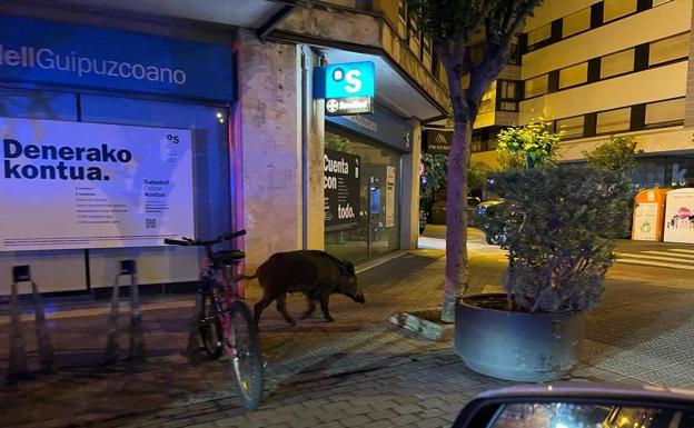Un jabalí se pasea de madrugada por el centro de Getxo