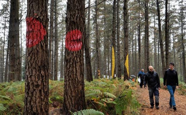 El nuevo Bosque de Oma comienza a cobrar forma y abrirá parcialmente este verano