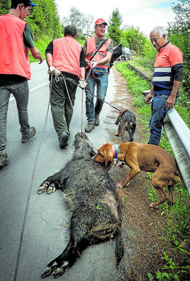 Bizkaia necesita abatir cada año casi 3.000 ejemplares para mantener a raya al jabalí