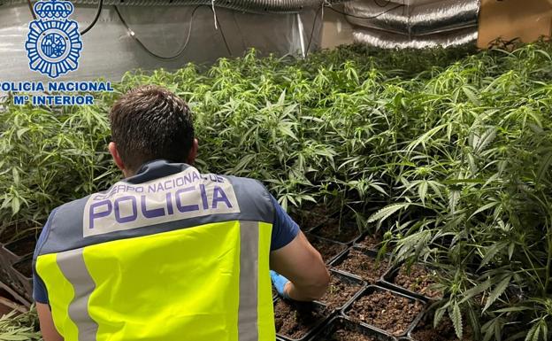 Detenido con una plantación de 1.212 plantas de marihuana en un piso de Rekalde