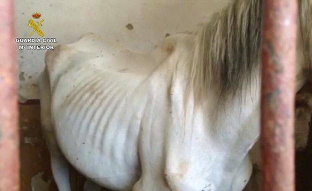 Multas de hasta 100.000 euros para el maltrato animal en Euskadi