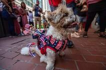 Patriótico desfile de perros en Boston