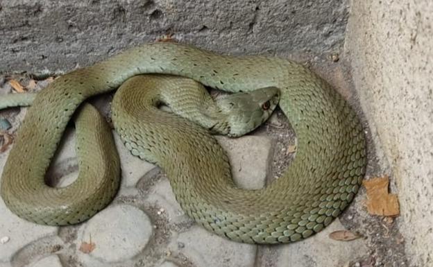 Retirada una serpiente que había entrado en un portal en Galdakao