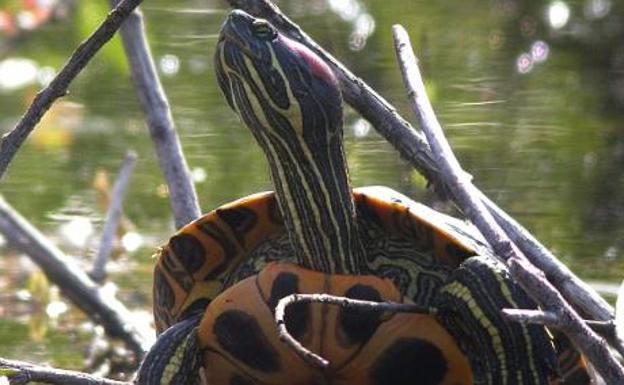 Vitoria tiene una quincena de especies invasoras «preocupantes»