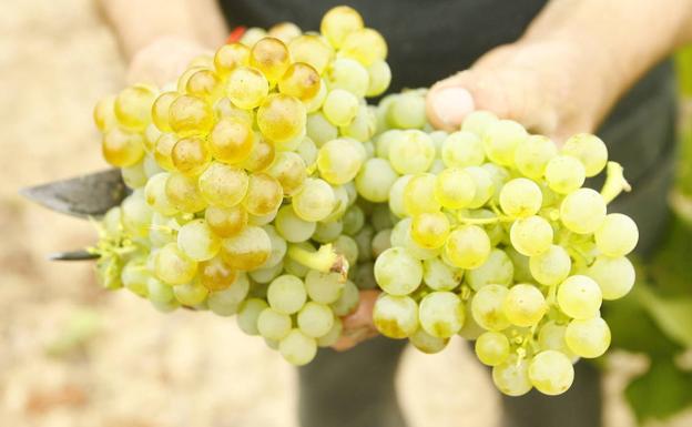 La DOC Rioja se da una semana para decidir sobre los rendimientos del viñedo