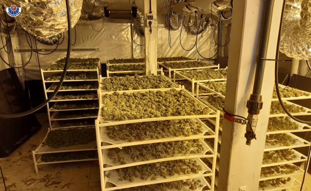 La Ertzaintza detiene a un hombre de 80 años en una redada por una plantación de marihuana