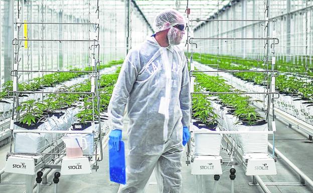 Dudas y certezas sobre el cannabis terapéutico