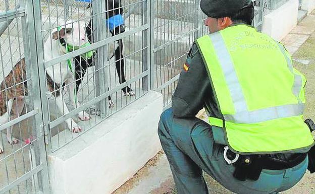 Un perro peligroso muerde a una niña de once meses en Xàtiva