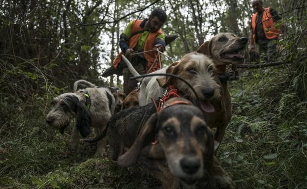 Los cazadores recuperarán las batidas de jabalí desde septiembre