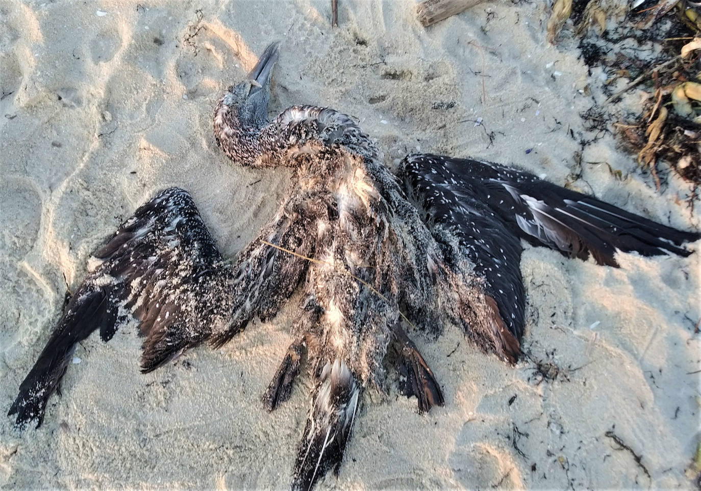 Un estudio internacional analizará en Urdaibai el impacto de los plásticos en las aves marinas