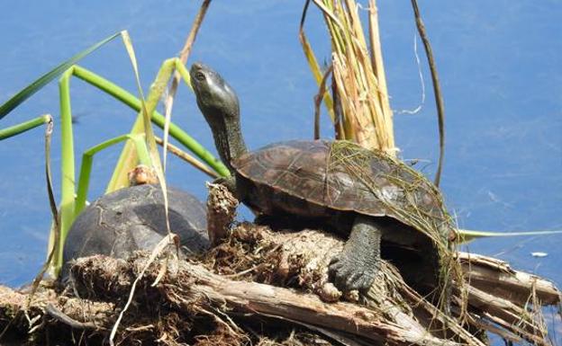 Localizan en Arteaga un octavo ejemplar de tortuga 'Galápago leproso'