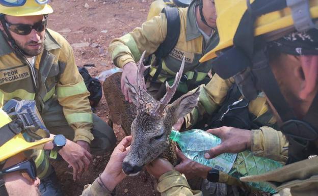 La imagen más emotiva de los incendios de Zamora: así se rescató a un corzo deshidratado