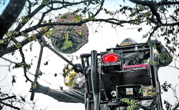 Álava planta batalla a la avispa asiática con más de 400 trampas cada año