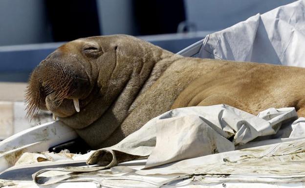 Freya, la joven morsa de Noruega que daña los barcos con sus largas siestas