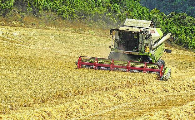 La cosecha de cereal afronta la recta final en Álava con un desplome histórico