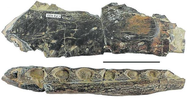 Los espinosáuridos renovaban sus dientes con mucha rapidez