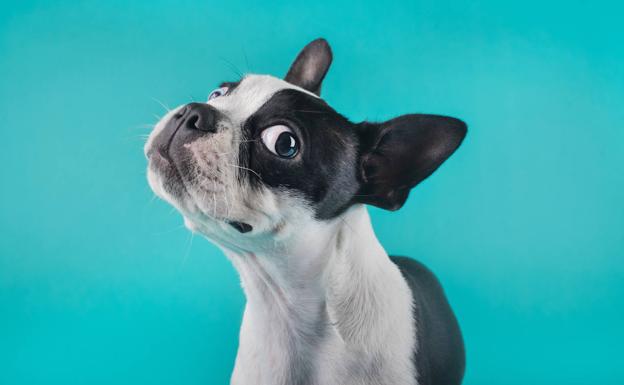 Mascotas y tercera edad, un vínculo importante contra la soledad
