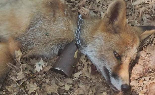 Muere un zorro al que colocaron a «mala fe» un cencerro en el cuello en Palencia