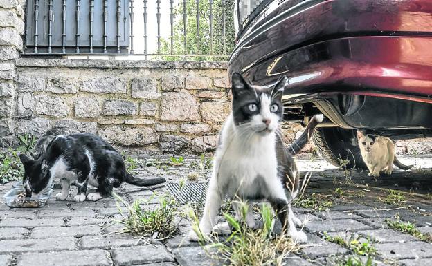 585 gatos viven en las calles de Vitoria