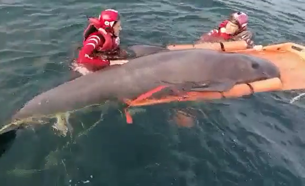 Miembros de la Cruz Roja ayudan a un delfín varado en la arena en Zumaia a volver al mar