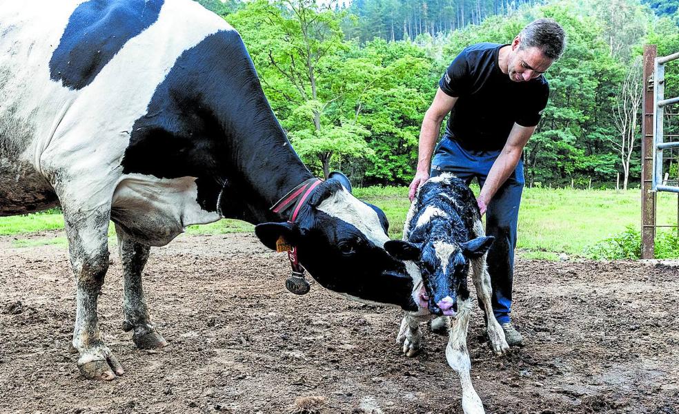 Ganaderos de Bizkaia sacrifican a sus vacas por la sequía y los altos costes