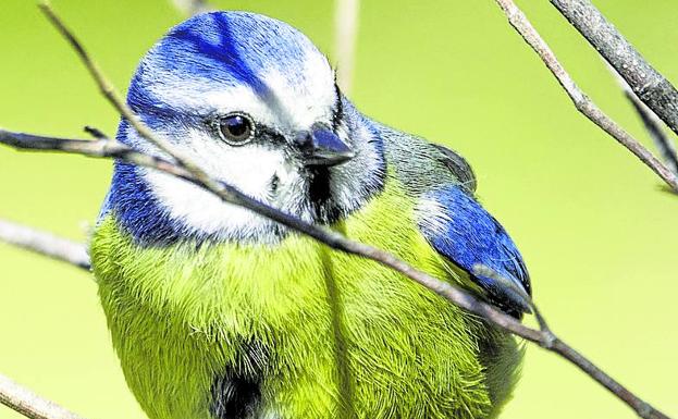 Investigan si el calentamiento apaga el plumaje de las aves