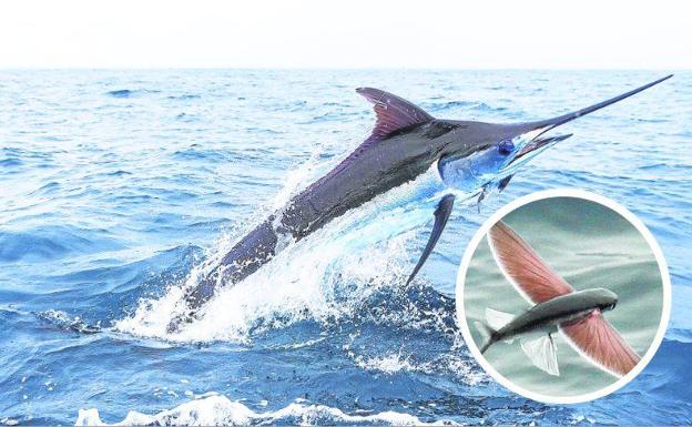 Grandes peces de aguas tropicales se acercan a la costa vasca por el calentamiento del mar