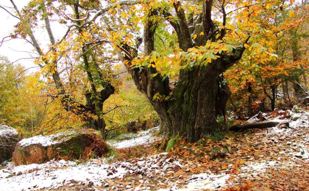 La colaboración entre la Diputación y la Red de Semillas de Euskadi ayudará a recuperar cultivos locales