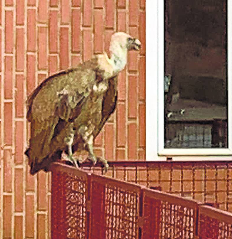 Rescatan a un buitre con un ala herida en el barrio de San Martín