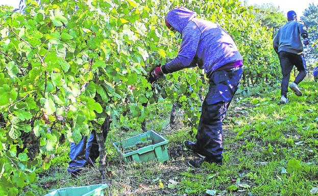 La vendimia de txakoli se adelanta dos semanas con un 20% más de kilos