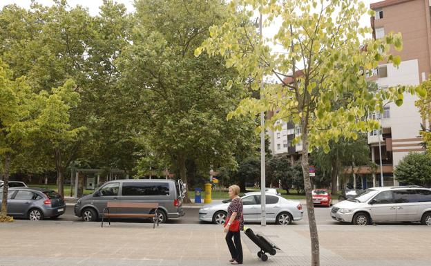 Árboles más grandes y alcorques más amplios en veinte espacios de Vitoria