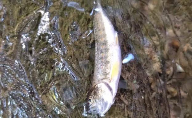 Aparecen un centenar de peces muertos en el río Zirauntza a su paso por Araia