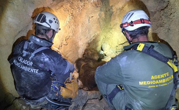 El triste final de la osa y sus crías atacados por un macho: encuentran sus restos en una cueva de Palencia